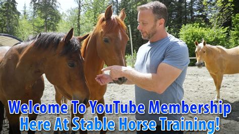 Unfortunately, rings are commonplace. . Stable horse training youtube